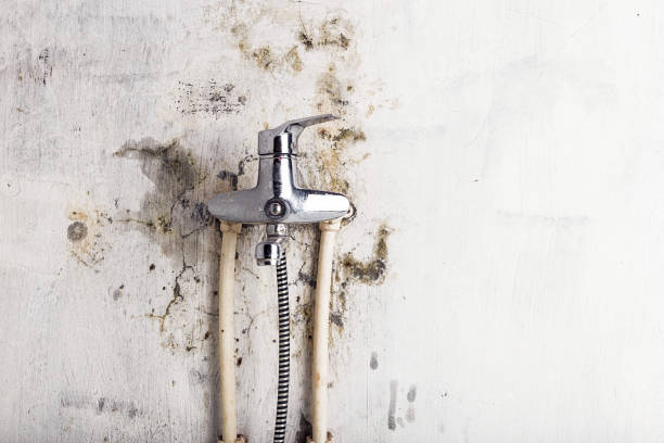 Best Mold Removal Specialists  in Avonmore, PA
