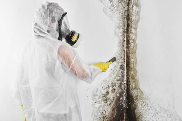 Best Residential Mold Removal  in Avonmore, PA