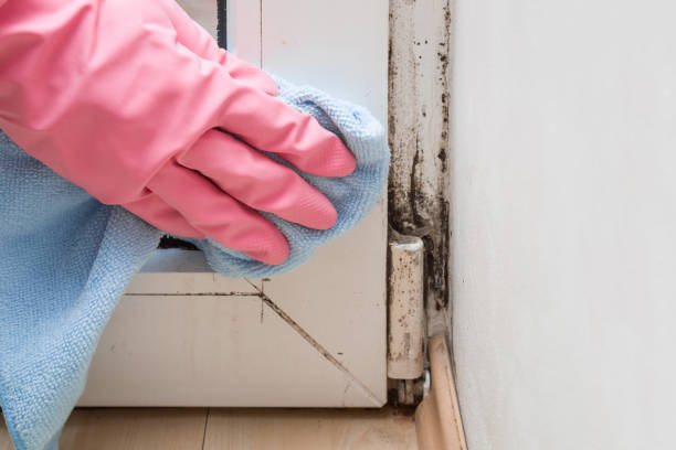 Best Office Mold Removal Services  in Avonmore, PA
