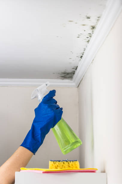 Mold Removal Process in Avonmore, PA